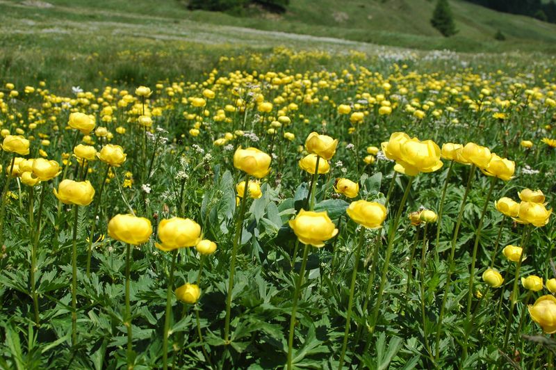  Vallee_des_Fonts_fleurs Hautes-Alpes